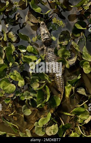 Yacare Caiman, Caiman yacare, e giacinti d'acqua - Brazil.Pantanal, Mata Grosso, Poconé, Brasile Foto Stock