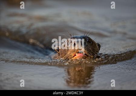 Lontra gigante (Pteronura brasiliensis) nuoto, primo piano. Ritratto - Pantanal, Mata Grosso, Poconé, Brasile Foto Stock