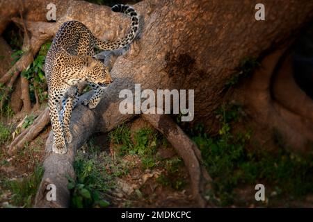 Un leopardo femminile segna il suo territorio, bella posa su una radice d'albero - Parco Nazionale di Luangwa Sud, Zambia Foto Stock