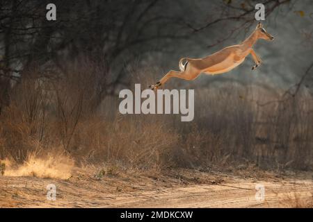 Un impala femminile fa un salto potente nell'aria ed anche in lontananza - Parco Nazionale di Mana Pools, Zimbabwe, Africa. Foto Stock