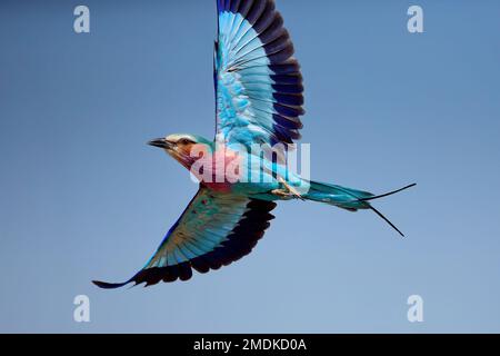 Rullo a forma di lilla (Coracias caudatus) in volo - Okavango Delta, Kwara, Botswana, Africa. Foto Stock