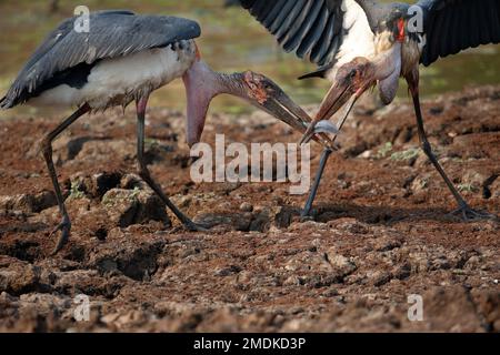 Marabou cicogne (Leptoptilos crumeniferus) lotta per un pesce, pesce gatto - Mana piscine National Park, Zimababwe, Sud Africa, Africa Foto Stock