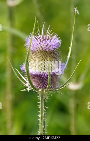 Teasel selvatico, Teasel di Fuller, Teasel comune, Teazle comune (Dipsacus Fullonum, Dipsacus sylvestris), inflorescende, Germania, Baviera Foto Stock
