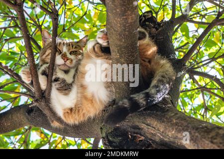 Gatto randagio pigro dormire sul ramo d'albero in estate, fuoco selettivo Foto Stock