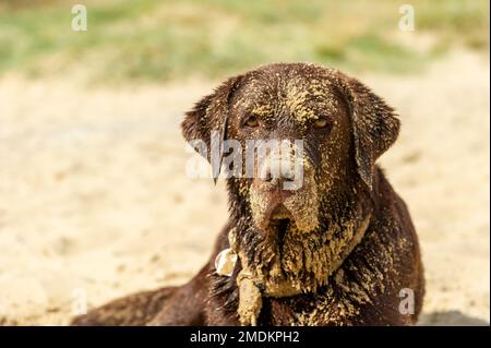 Un cane nero Labrador Retriever coperto di sabbia in spiaggia Foto Stock