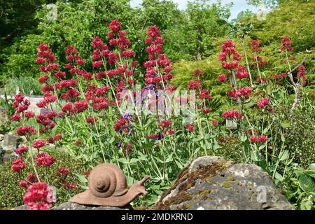 Rosso valeriano, valeriano, barba di Giove, Spur valeriano (Centrenthus ruber), piante in fiore in un giardino, Germania Foto Stock