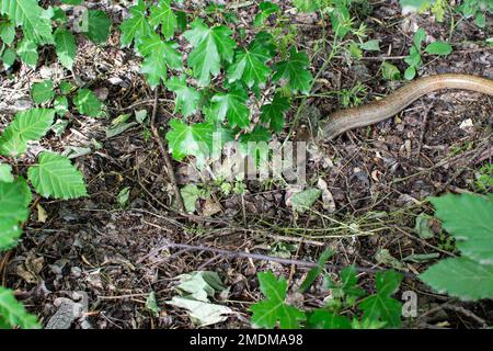 Lucertola senza zenzone europea, Pseudopus apodus apodus, Sheltopusik. È un rettile non velenoso assomiglia a un serpente. Armenia Foto Stock