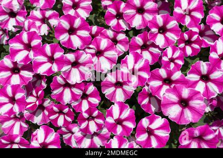 Un sacco di rosa bianco striato, fiori densi di una petunia Foto Stock