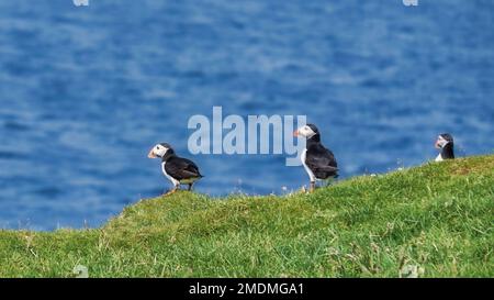 Puffins sull'isola di stroma che guarda fuori sopra l'oceano Foto Stock