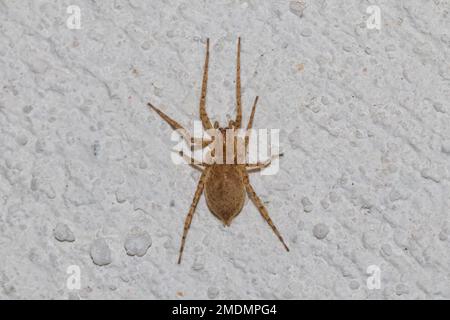 Anyphaena numida, Ghost Spider Foto Stock
