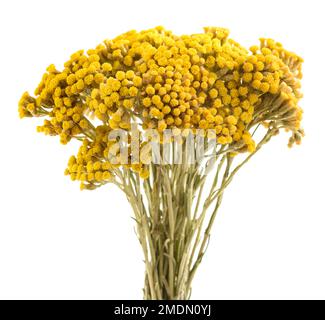 Fiori di elichrysum isolati su sfondo bianco Foto Stock