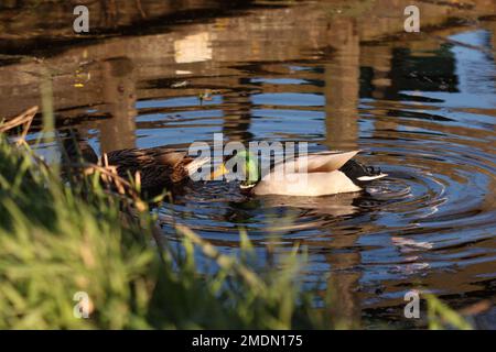 2 anatre cute che nuotano intorno in un piccolo stagno Foto Stock