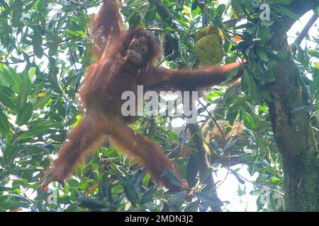 giocare sull'albero Foto Stock