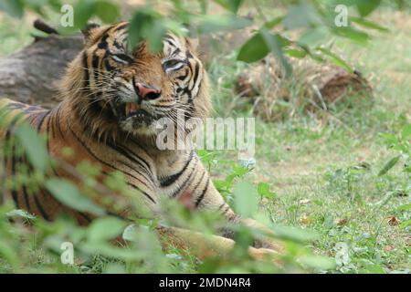 Una tigre di Sumatran seduta nell'erba Foto Stock