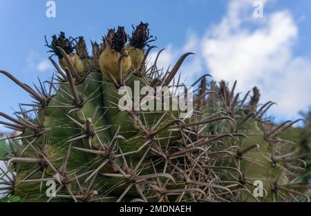 Ferocactus latispinus è una specie di cactus di barile originario del Messico. Foto Stock