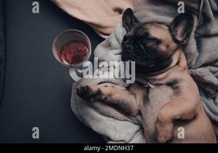 Divertente cucciolo di bulldog francese che dorme sul divano con un bicchiere di vino Foto Stock