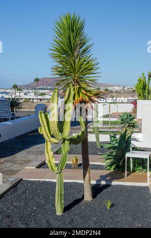 Lanzarote & Fortaventura, Isole Canarie, Spagna Foto Stock