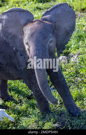 Elefanti bush africani (Loxodonta africana) nella palude, Parco Nazionale di Amboseli. Kenya Foto Stock