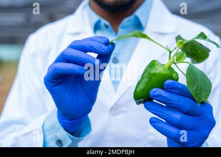 Primo piano shot di agro scienziato laboratorio di controllo mano cresciuto capsicum ibrido in serra - concetto di biotecnologia, scoperta e innovazione Foto Stock