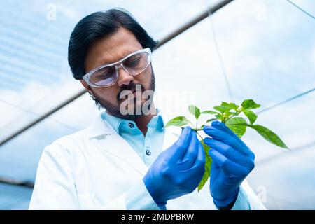 Primo piano shot di agro scienziato o botanista che controlla la pianta smaple a greehouse - concetto di ricerca medica, biotecnologia e ricerca Foto Stock