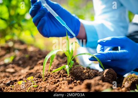 primo piano shot di agro scienziato mani in laboratorio aggiungendo chimico a piccolo laboratorio coltivato pianta - concetto di ricerca, focalizzato e invenzione o. Foto Stock