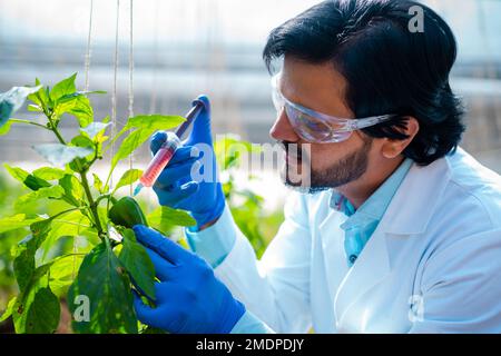 Agro scienziato in serra con siringa iniettando alcuni prodotti chimici a capsicum pianta - concetto di ricerca, innovazione in agricoltura e sicurezza Foto Stock