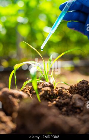 primo piano ripresa verticale delle mani di agro scienziato in laboratorio aggiungendo chimico a piccolo laboratorio coltivato pianta - concetto di ricerca, focalizzato e invenzione o. Foto Stock