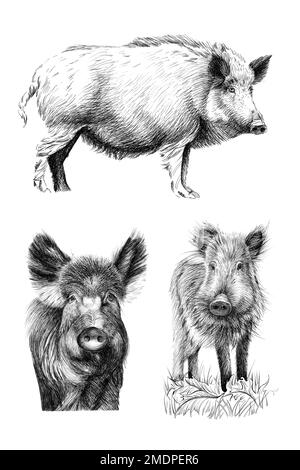 Impostare il cinghiale disegnato a mano, la grafica dello schizzo illustrazione monocromatica su sfondo bianco (originali, nessuna traccia) Foto Stock