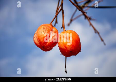 Persimmons giapponesi (Diospyros kaki) o kaki frutta; Izumo, Giappone Foto Stock