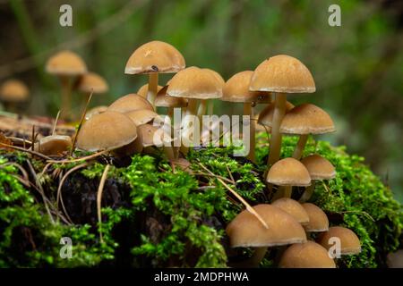 Gruppo di funghi Kuehneromyces mutabilis su un ceppo di albero. Foto Stock