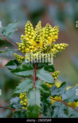 Mahonia aquifolium Caerhays forma, Tall Oregon uva, Berberis aquifolium, fiori gialli, fine inverno Foto Stock