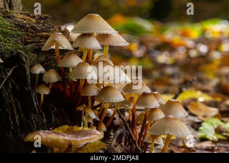 Funghi magici che crescono sulla muschio. Molto probabilmente Micena galericulata. Foto Stock