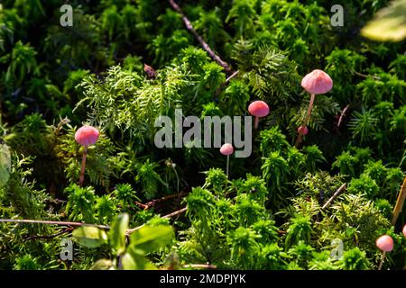 Funghi non commestibili Mycena rosella nella foresta di abete rosso. Noto come cofano rosa. Funghi selvatici che crescono nel muschio. Foto Stock