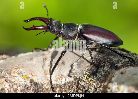 Lucanus cervus, il coleottero europeo su sfondo verde Foto Stock