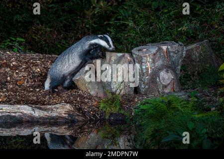 Badger-Meles meles. Foto Stock