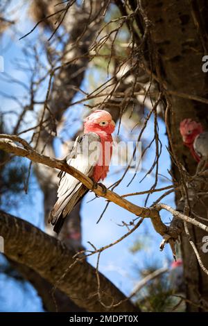 Un Galah, un cocatoo rosa e grigio o un cocatoo color rosa, seduto su un ramo in Australia Foto Stock