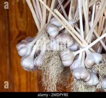 Un mazzo di aglio è sospeso sulla strada contro lo sfondo di una parete di legno. Raccolto di aglio essiccato. Foto Stock