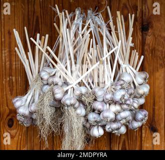 Un mazzo di aglio è sospeso sulla strada contro lo sfondo di una parete di legno. Raccolto di aglio essiccato. Foto Stock