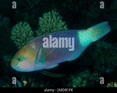 Pesce perrotondo (Chlorurus sordidus) di notte, sito di immersione House Reef, Mangrove Bay, El Quesir, Mar Rosso, Egitto Foto Stock