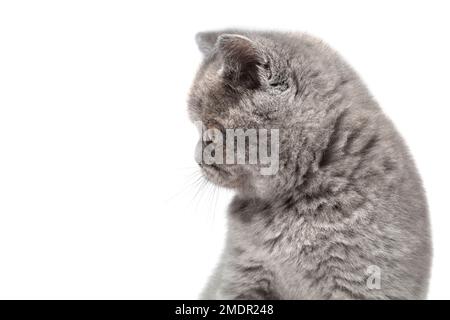 Un piccolo gattino guarda al lato in un posto vuoto. Primo piano gatto muso in profilo isolato. Foto Stock