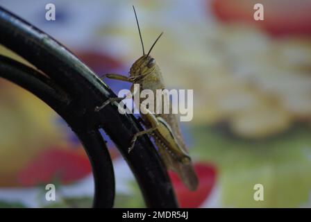 grasshopper su una sedia di ferro nera Foto Stock