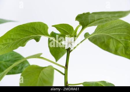 Peperoni crescenti da semi. Fase 9 - primi fiori, fiori Foto Stock