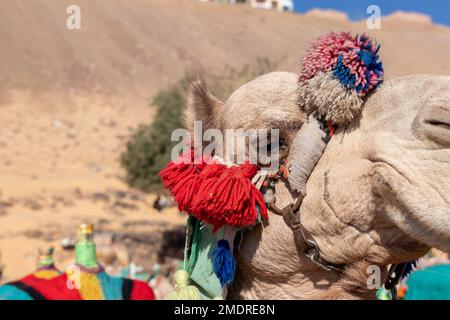 Vista ravvicinata del triste volto di cammello con decorazioni colorate nel paesaggio desertico. Abuso di animali per il turismo Foto Stock