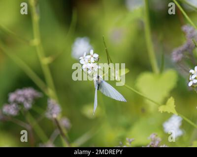 Nutrimento bianco con venature verdi sulla senape all'aglio Foto Stock