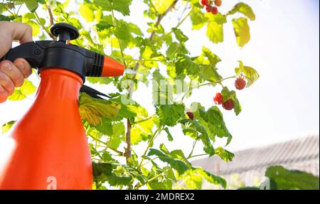 spruzzare lamponi con solfato di rame, urea e ammoniaca da parassiti e malattie. Foto Stock