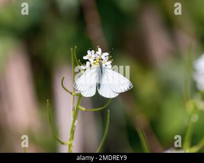 Nutrimento bianco con venature verdi sulla senape all'aglio Foto Stock