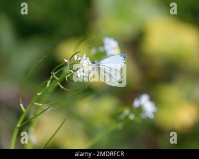 Nutrimento bianco con venature verdi sulla senape all'aglio Foto Stock