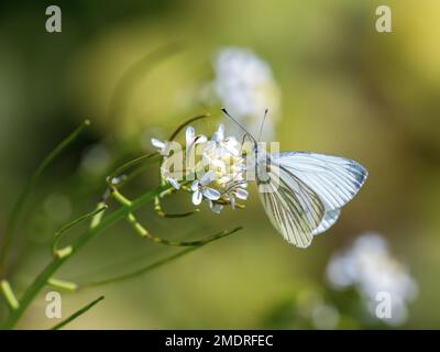 Nutrimento bianco con venature verdi sulla senape all'aglio Foto Stock