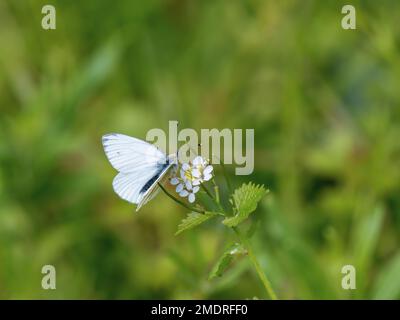 Nutrimento bianco con venature verdi sulla senape all'aglio Foto Stock