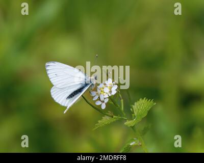 Nutrimento bianco con venature verdi sulla senape all'aglio Foto Stock